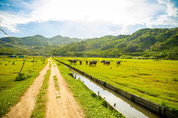 Mandria di bufali, animali di allevamento ecologici originali su Hainan, Cina — Foto Stock