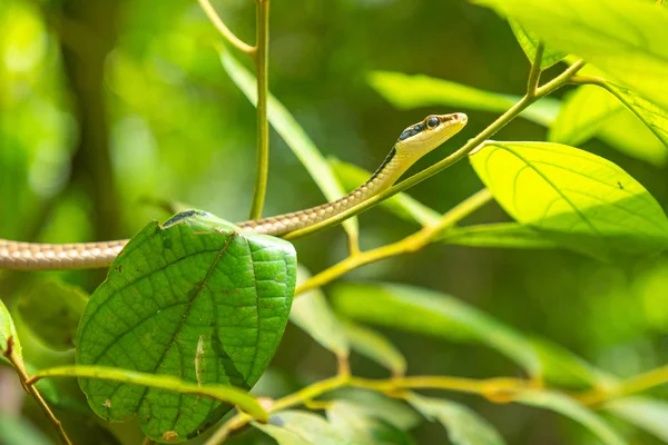Vihreä sademetsä käärme Yanoda Park vieressä Sanya, Hainan, Kiina — kuvapankkivalokuva