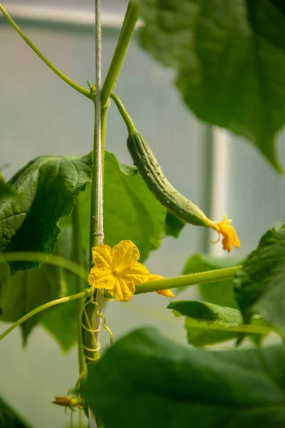 Primer plano de Cucamber flor y verduras en invernadero privado — Foto de Stock