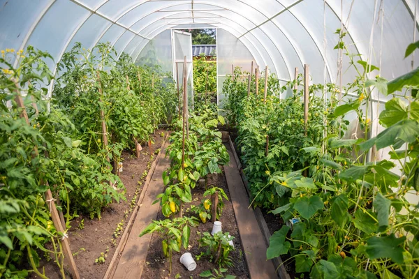 Dentro de invernadero privado con plantas en el jardín del hogar — Foto de Stock