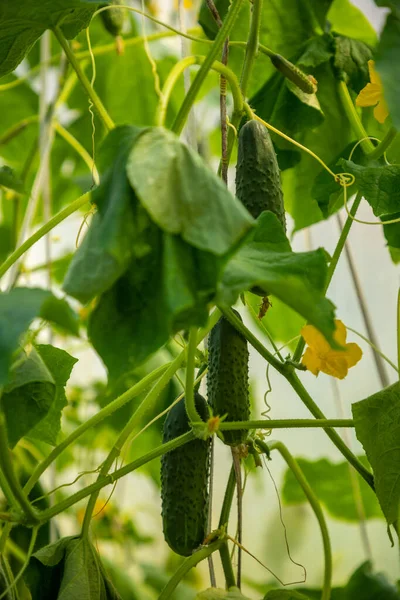 Primer plano de Cucamber flor y verduras en invernadero privado — Foto de Stock