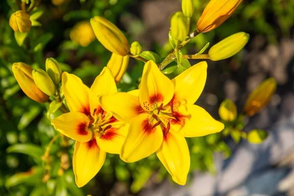 Żółta lilia na kolorowym tle w ogrodzie — Zdjęcie stockowe