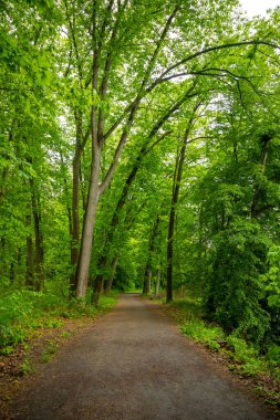 Çek Cumhuriyeti Konopiste 'deki eski yaprak döken ormanda yürüyüş yolu