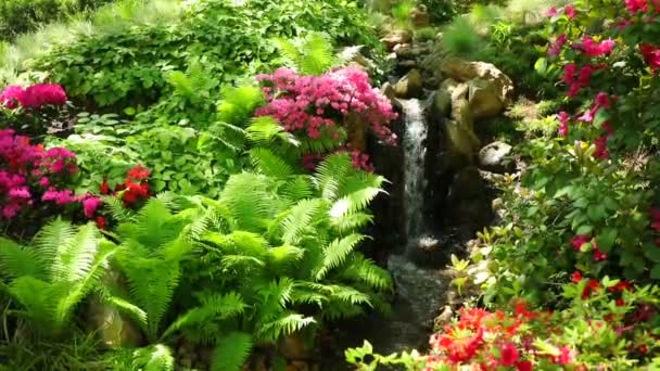 Cascada Jardín Japonés Con Arbusto Púrpura Jardín Botánico República Checa — Vídeos de Stock