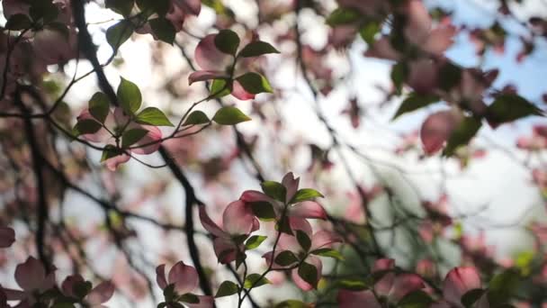 Virágok Cornus Florida Napos Tavaszi Nap Cseh Köztársaságban — Stock videók