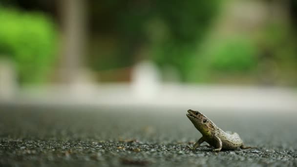 Small Lizard Asphalt Park Czech Republic — Stock Video