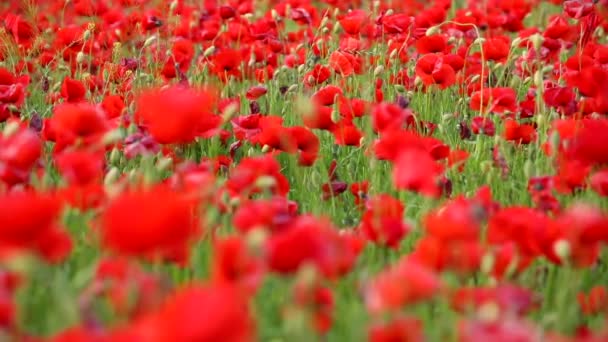 Campo Flores Papoula Florescendo Primavera República Checa — Vídeo de Stock