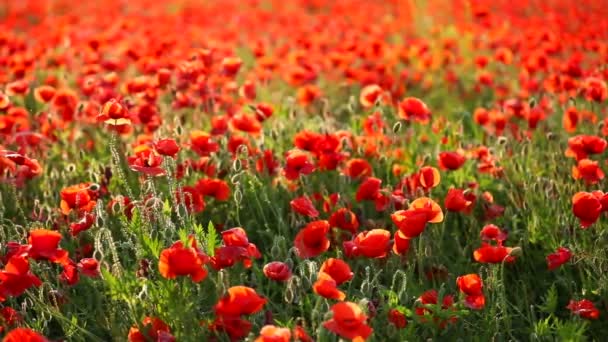 Квіти Поппі Цвітуть Весною Чеській Республіці — стокове відео