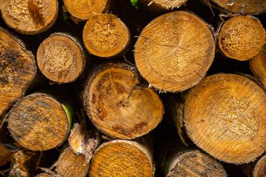 Arka plan olarak ahşap testere kütükleri, bir sürü testere ağacı, doku.