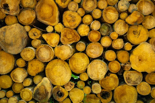 Wooden Natural Sawn Logs Background Lot Sawn Tree Texture — Stock Photo, Image