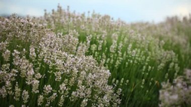 Çekoslovakya Cumhuriyeti 'nin arka planında güzel açan lavanta çiçekleri