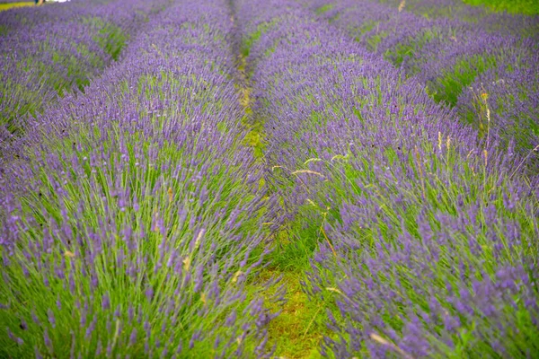 Lavender flower blooming scented fields as nature background in Czech republic