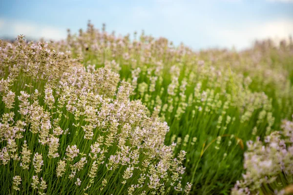 Flor Lavanda Florescendo Campos Perfumados Como Fundo Natureza República Checa — Fotografia de Stock