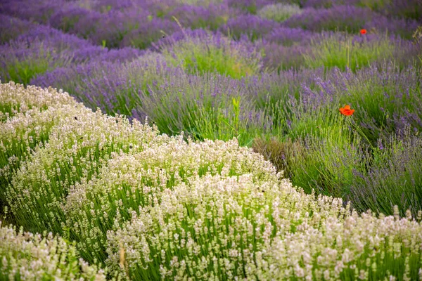 Flor Lavanda Florescendo Campos Perfumados Como Fundo Natureza República Checa — Fotografia de Stock