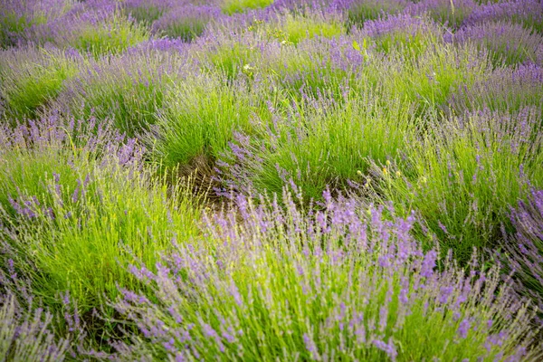 Fleurs Lavande Fleurissant Champs Parfumés Comme Fond Nature République Tchèque — Photo