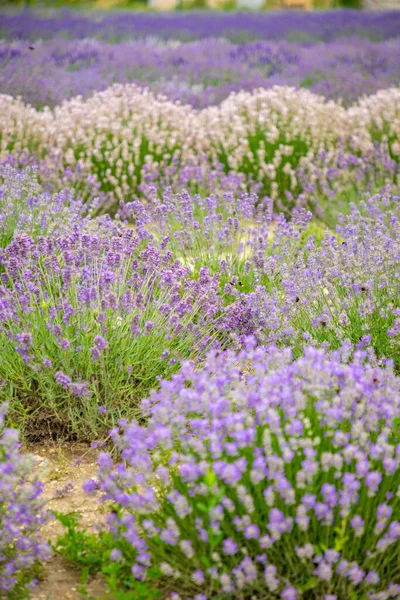 Flores Lavanda Que Florecen Campos Perfumados Como Fondo Naturaleza República — Foto de Stock