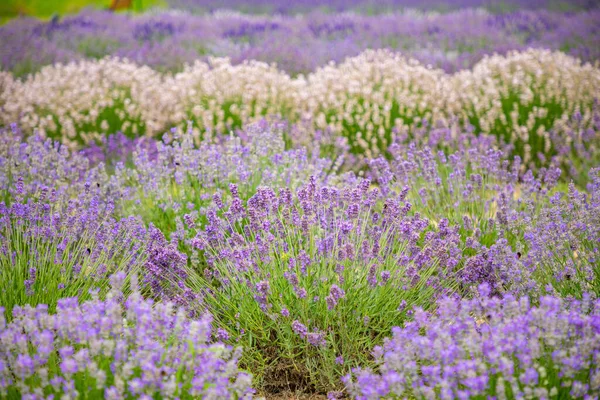 Flores Lavanda Que Florecen Campos Perfumados Como Fondo Naturaleza República —  Fotos de Stock