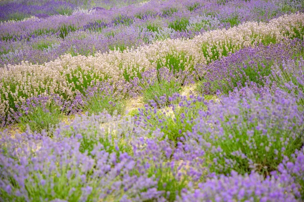 Flores Lavanda Que Florecen Campos Perfumados Como Fondo Naturaleza República — Foto de Stock