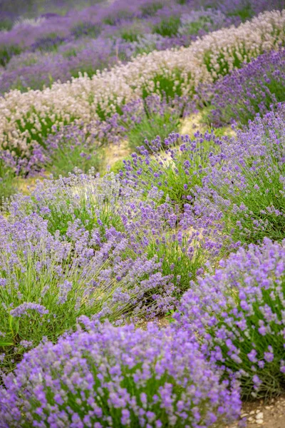 Flores Lavanda Que Florecen Campos Perfumados Como Fondo Naturaleza República —  Fotos de Stock