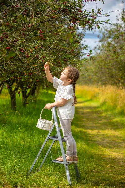 Csinos Lány Választ Egy Cseresznyét Egy Fáról Cseresznyekertben Cseh Köztársaságban — Stock Fotó