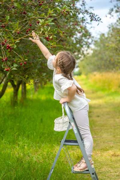 Csinos Lány Választ Egy Cseresznyét Egy Fáról Cseresznyekertben Cseh Köztársaságban — Stock Fotó