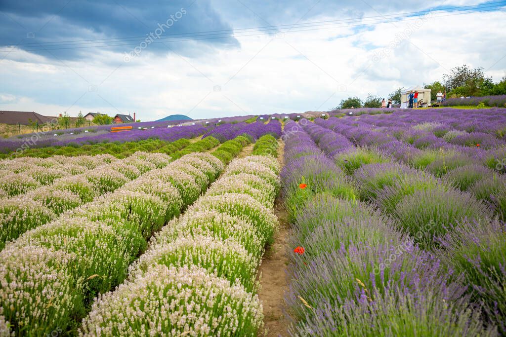 Lavender flower blooming scented fields as nature background in Czech republic