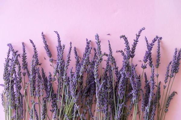 紫色の紙の背景にドライラベンダーの花花束 — ストック写真