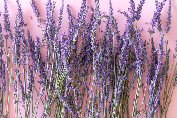 紫纸背景的干薰衣草花束 — 图库照片