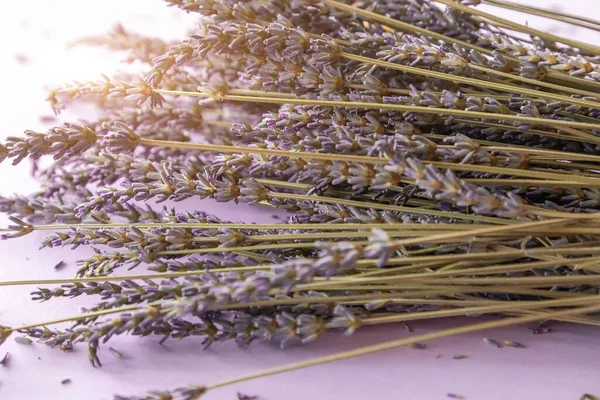 Ramo Flores Lavanda Seca Sobre Fondo Papel Violeta — Foto de Stock