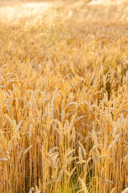 Çek Cumhuriyeti 'nde güneşli bir günde altın buğday tarlası