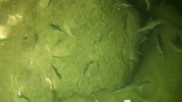 Vista superior de los peces nadando en un río poco profundo con fondo de guijarros — Vídeos de Stock
