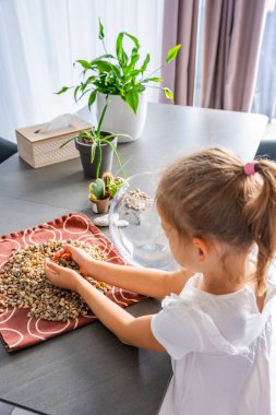Küçük bir kız gelecekteki bitki örtüsü ya da kapalı ekosistem için cam kaplara taş döküyor. Elle öğrenme, çevre dostu yaratıcılık ve doğaya dayalı projelere erken katılım. 