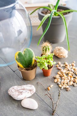 Kapalı bir teraryum ya da cam ekosistem oluşturmak için hazırlanmış doğal malzemeler ve dekoratif elementler. DIY bitki tasarımı, ekolojik bilinçli yaşam ve yaratıcı ev projeleri kavramı. Yüksek kalite fotoğraf