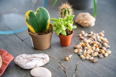 Kapalı bir teraryum ya da cam ekosistem oluşturmak için hazırlanmış doğal malzemeler ve dekoratif elementlere yakından bakın. DIY bitki tasarımı, ekolojik bilinçli yaşam ve yaratıcı ev projeleri kavramı. 