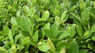 Doğaya yakın çekim yapan gençlerin videosu.