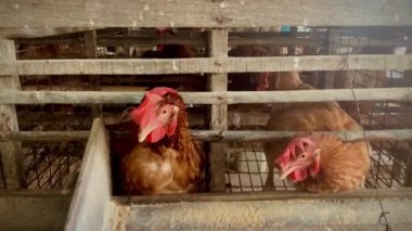 Tavukları kafese koyup yemek için bekliyorlar.