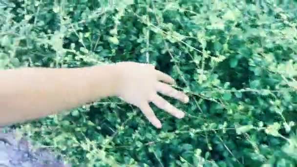 Крупный План Руки Которая Касается Ветвей Зеленых Листьев — стоковое видео