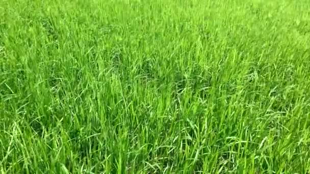 des plants de riz vert soufflés par le vent