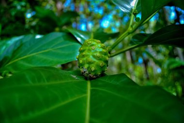 Noni Fruit veya Morinda citrifolia (Büyük Morinda) gölgeli ormanlarda ve açık kayalık veya kumlu kıyılarda yetişir. Noni meyvesinin olgunlaşırken keskin bir kokusu vardır ve ayrıca peynir meyvesi olarak da bilinir..
