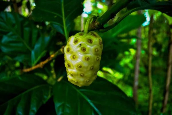 Noni Fruit Morinda Citrifolia Gran Morinda Crece Bosques Sombreados Así — Foto de Stock
