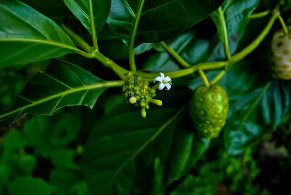 Noni Fruit Morinda Citrifolia Great Morinda Grows Shady Forests Well — Stock Photo, Image