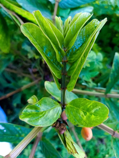 Cassia alata or Senna alata is an important medicinal tree, It also known as emperor\'s candlesticks, candle bush, candelabra bush, Christmas candles, empress candle plant, ringworm shrub or candletree