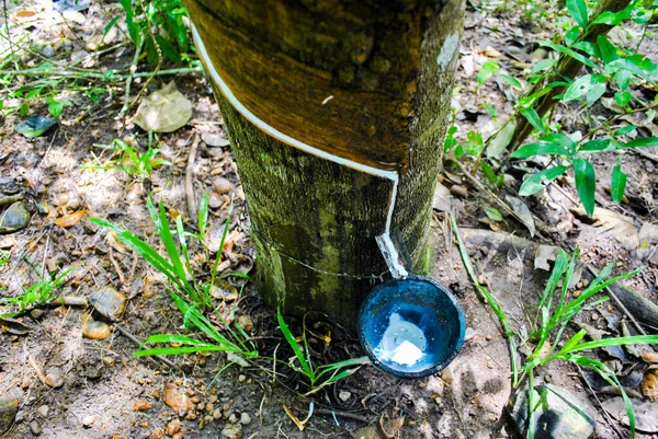 Milk of rubber tree into a plastic bowl. latex extracted from rubber tree.