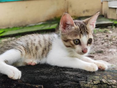 Şirin kedi / güzel kedi / güzel kedi / doğal güzellik