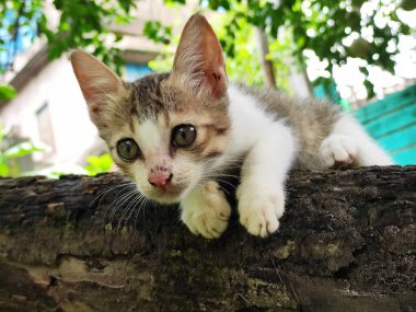 Şirin kedi / güzel kedi / güzel kedi / doğal güzellik