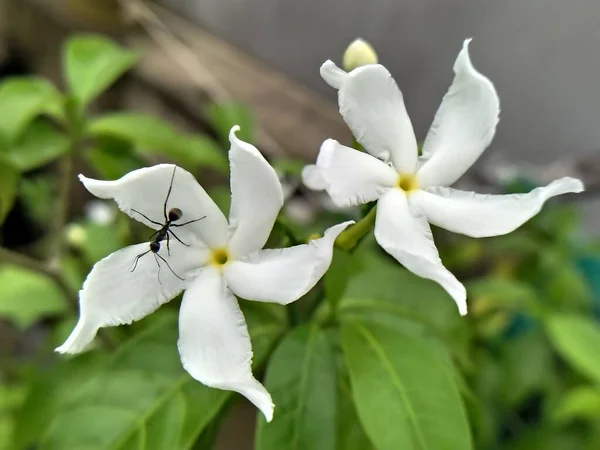 Білі Квіти Гарна Квітка Зелені Шпалери Красиві Зображення — стокове фото