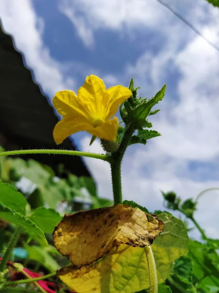 Κίτρινα Λουλούδια Εικόνα Χαριτωμένο Κίτρινο Λουλούδι Λουλούδι Ταπετσαρία Ταπετσαρίες Μικρό — Φωτογραφία Αρχείου