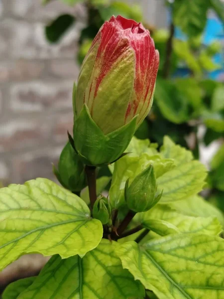 漂亮的花纹 漂亮的花纹 漂亮的花纹 自然花纹 漂亮的花纹 漂亮的花纹 漂亮的摄影 可爱的花纹 自然花纹 真花纹 — 图库照片