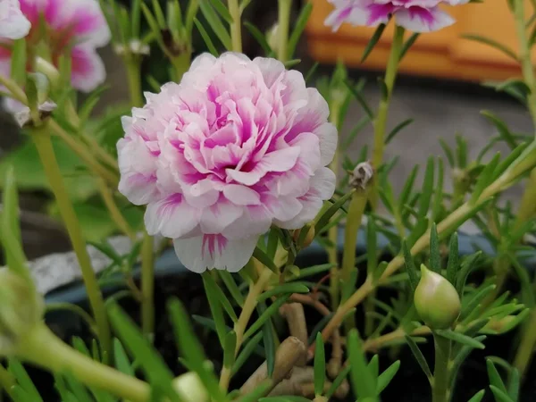 Ładna Tapeta Ładny Kwiat Tapety Piękna Tapeta Piękny Kwiat Obraz — Zdjęcie stockowe