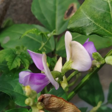 Güzel duvar kağıdı / güzel hd duvar kağıdı / çiçek duvar kağıdı / harika çiçek duvar kağıdı / çiçek fotoğrafı / çiçek resmi / çiçek fotoğrafı / mükemmel çiçek fotoğrafçılığı / güzel hd çiçek duvar kağıdı / hd duvar kağıdı / gerçek çiçek duvar kağıdı / çiçek hd resmi